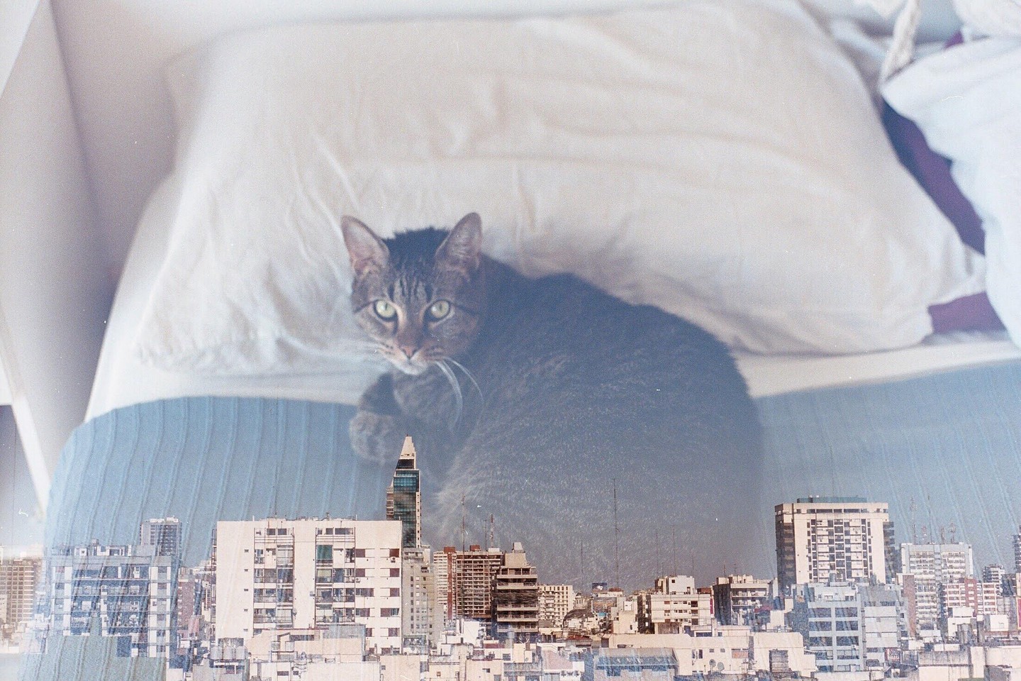 A tabby cat is double exposed over a city skyline.