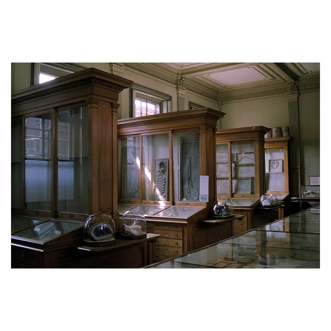 Sunlight illuminates display cases filled with specimens in a museum.