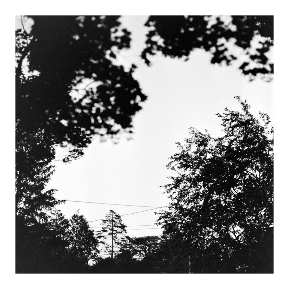 Silhouetted trees and power lines are visible against a bright sky.