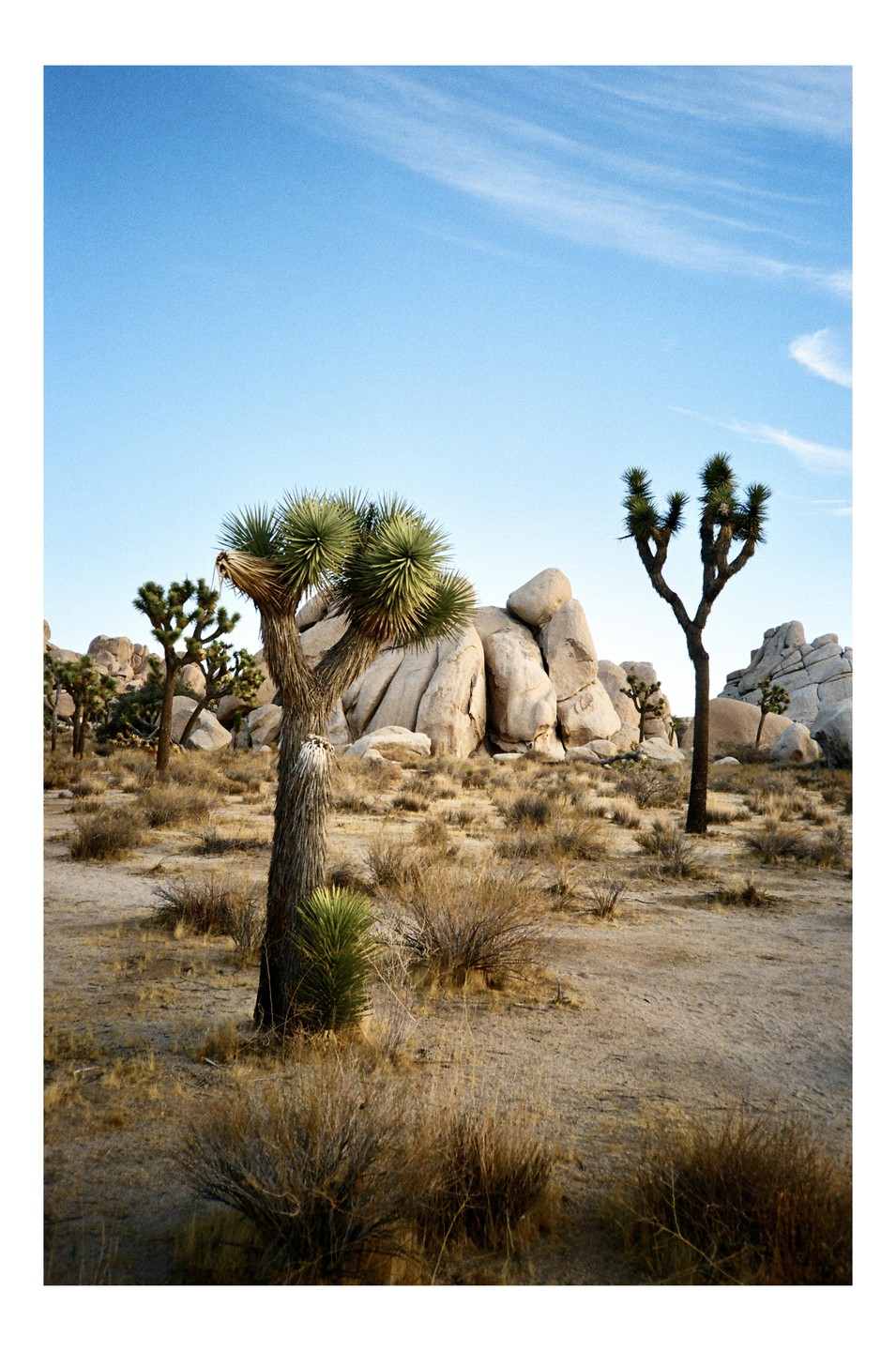Joshua trees and large boulders are scattered across a desert landscape under a clear sky.