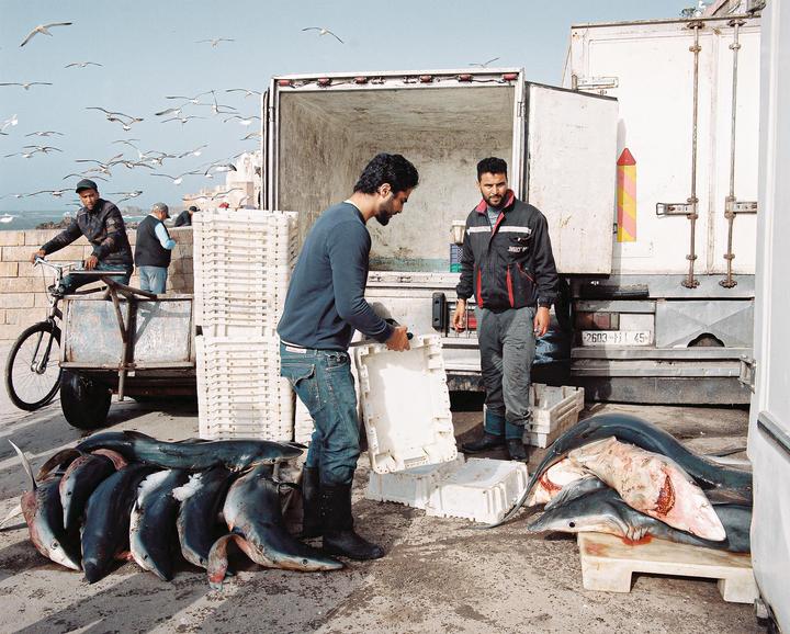 Two men are loading fish into a truck while another man sits on a bicycle next to a stone wall with many seagulls flying overhead.