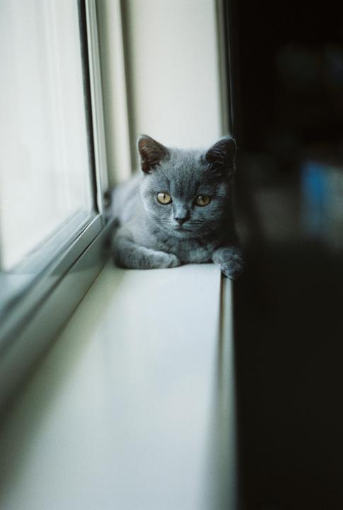 A gray kitten with yellow eyes is resting on a windowsill.