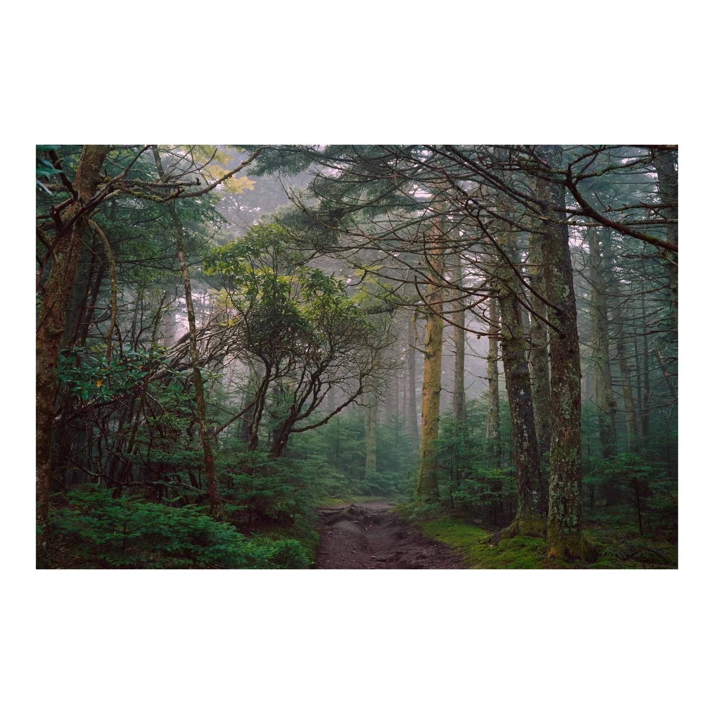 A narrow dirt path winds through a dense forest filled with tall trees and lush undergrowth, shrouded in a light fog.