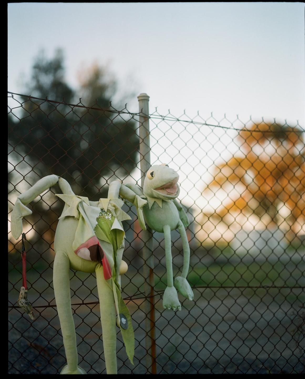 Two Kermit the Frog plush toys hang on a chain-link fence.