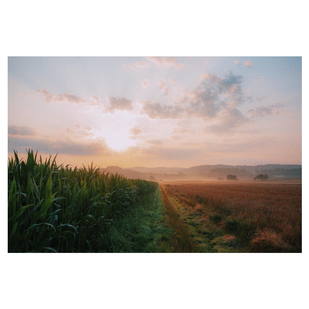 The sun rises over a misty field with tall crops on the left and a path dividing two fields.