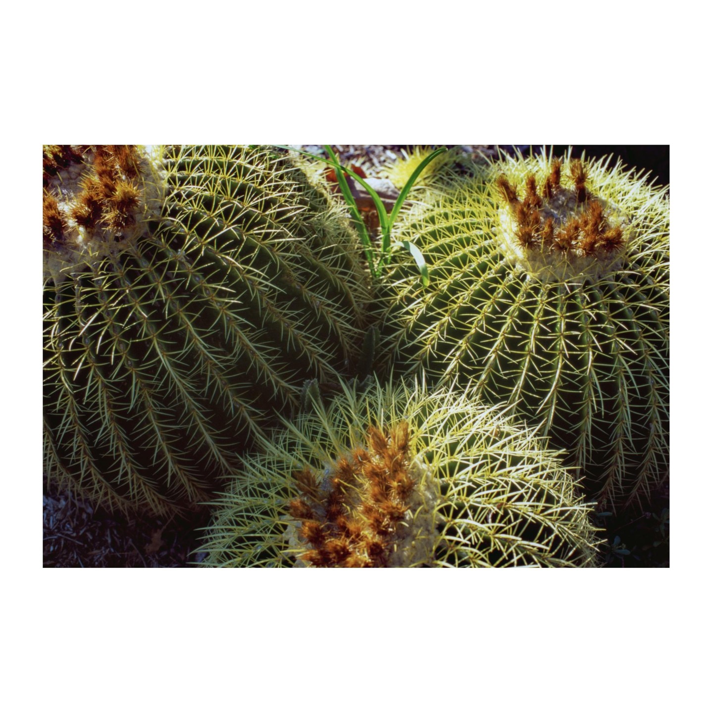 Three barrel cacti with sharp spines and brown tops are clustered together.
