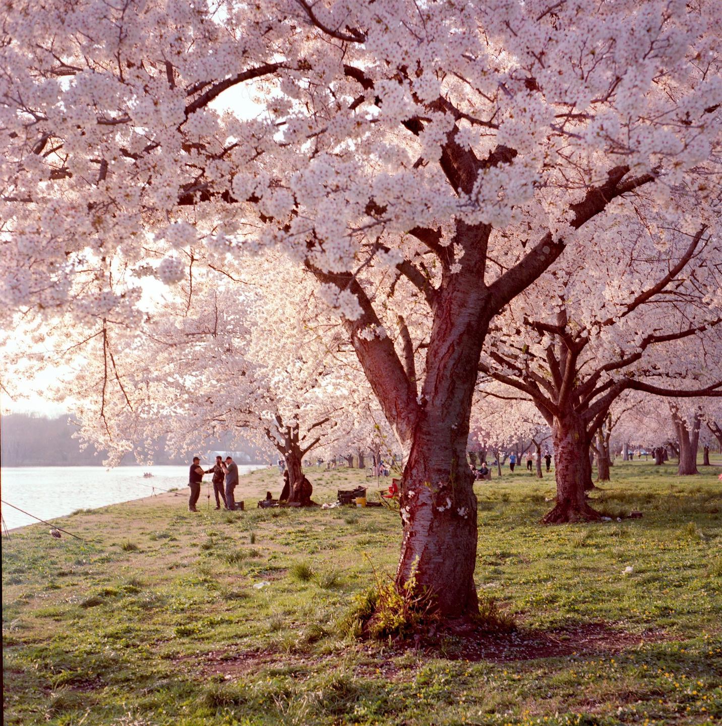 A row of cherry blossom trees with white flowers lines a riverbank where people are gathered on the grass.