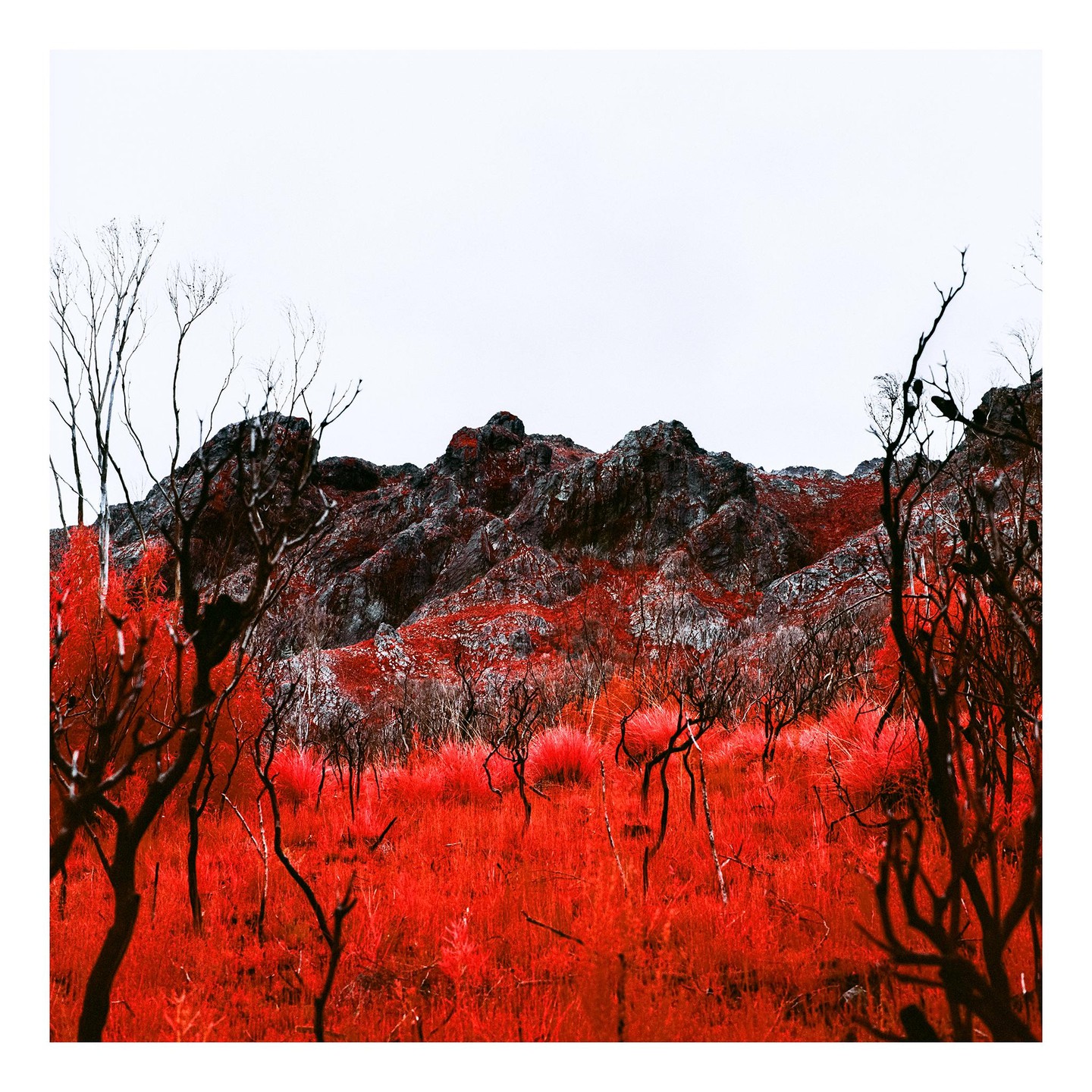 A mountain landscape shows red foliage and dark, bare trees against a white sky.