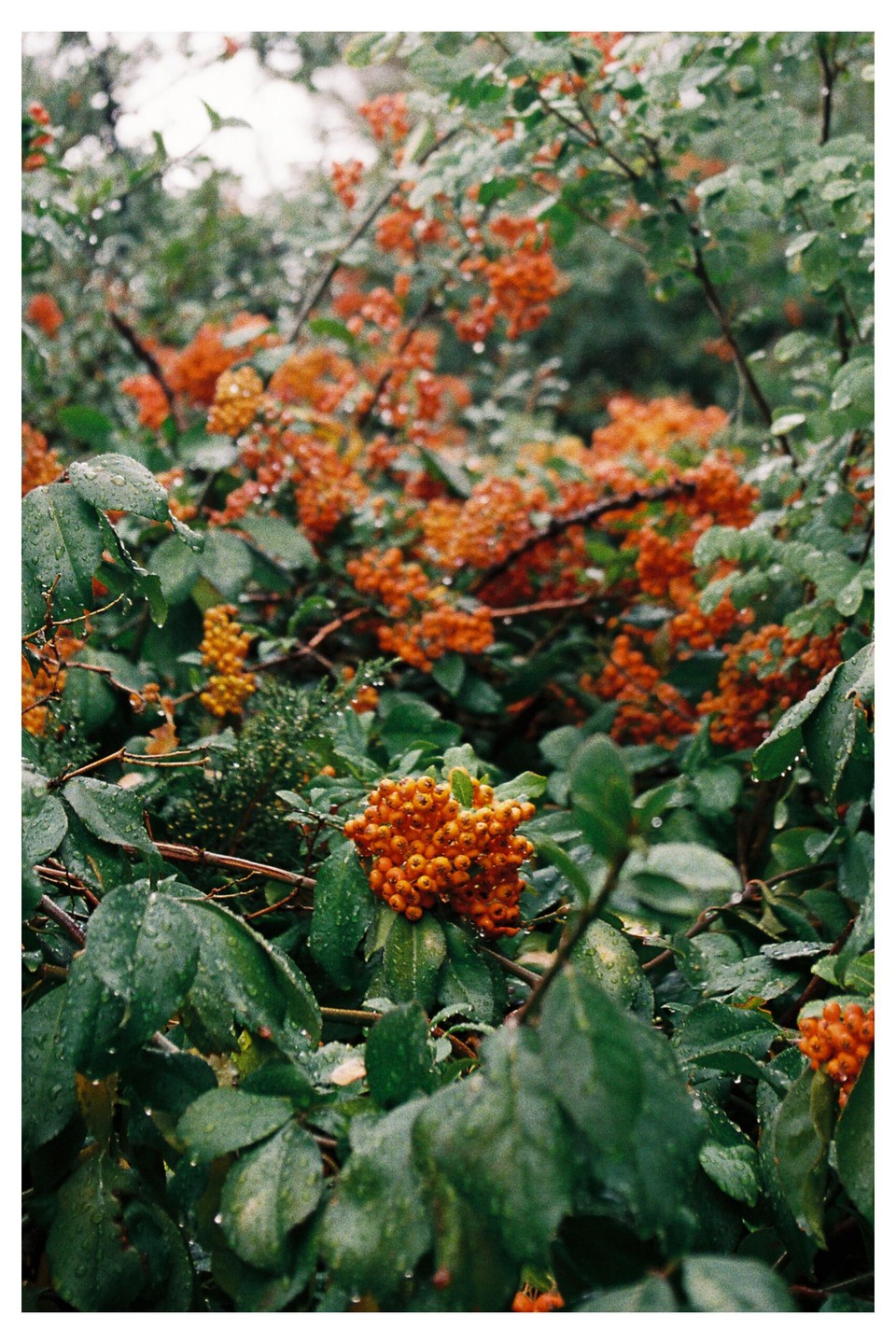 A bush with green leaves and orange berries is covered in raindrops.