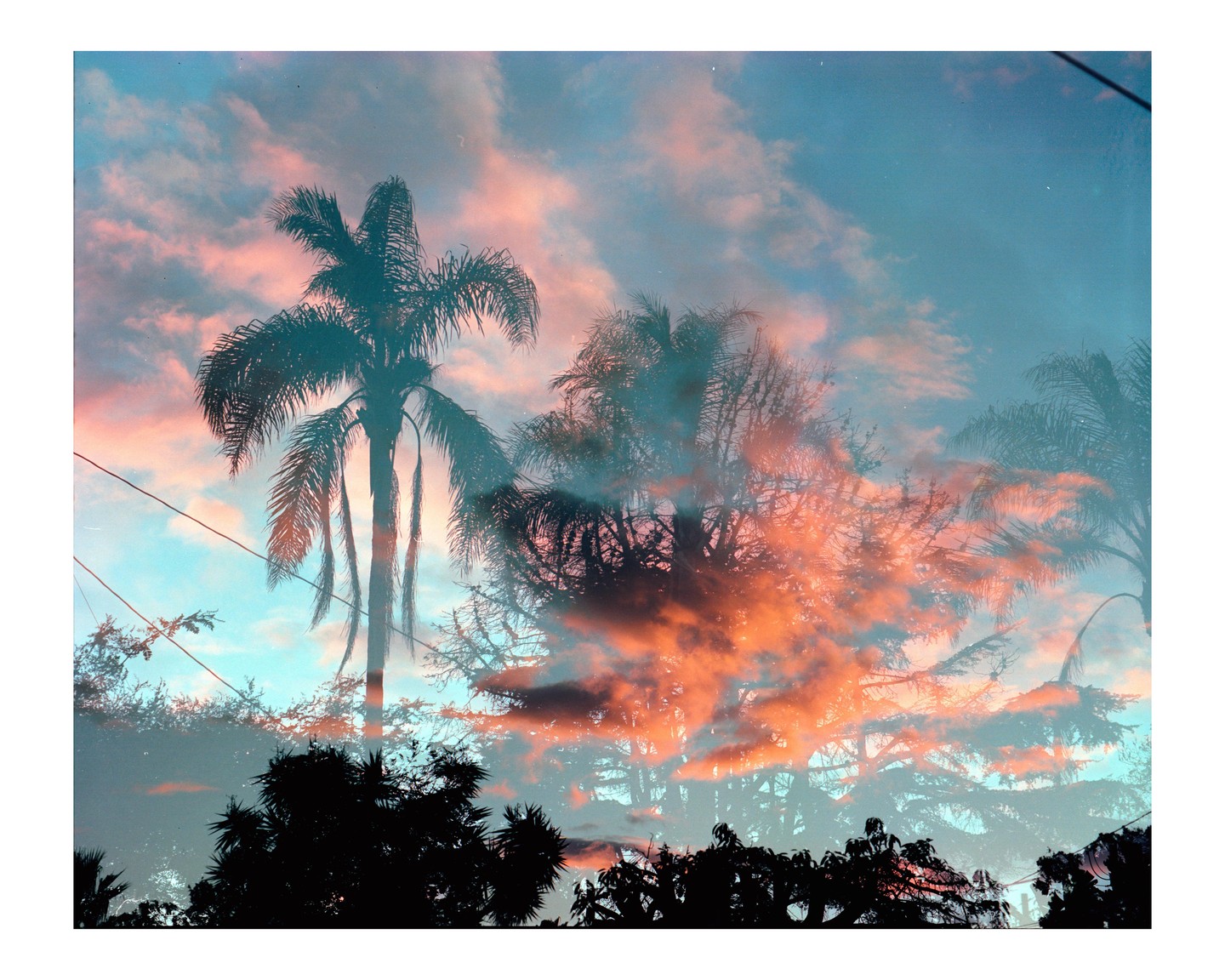 A double exposure shows palm trees and other trees silhouetted against a sky with pink and blue clouds.