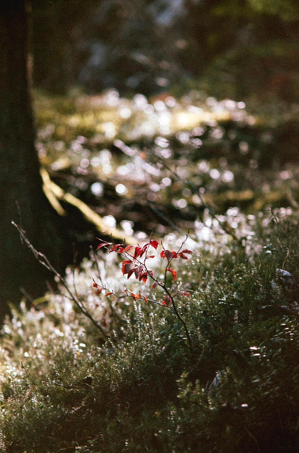 A small plant with red leaves stands out against a blurred background of green foliage and bokeh.