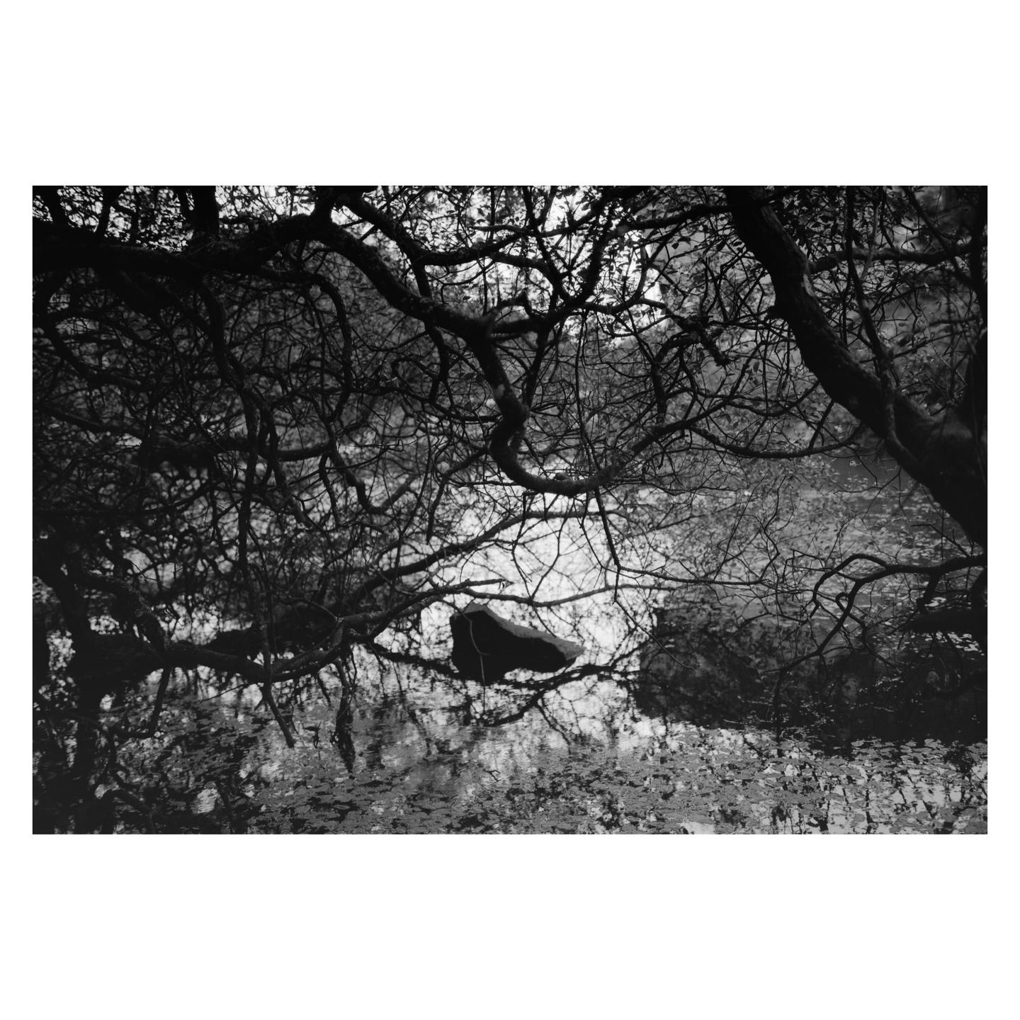 Bare tree branches hang over a body of water with a large rock and lily pads.