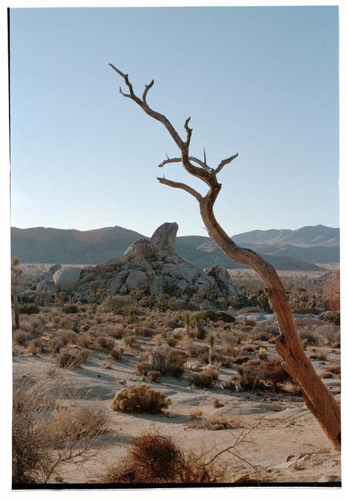 A dead tree branch extends into the frame of a desert landscape with mountains and rock formations in the background.