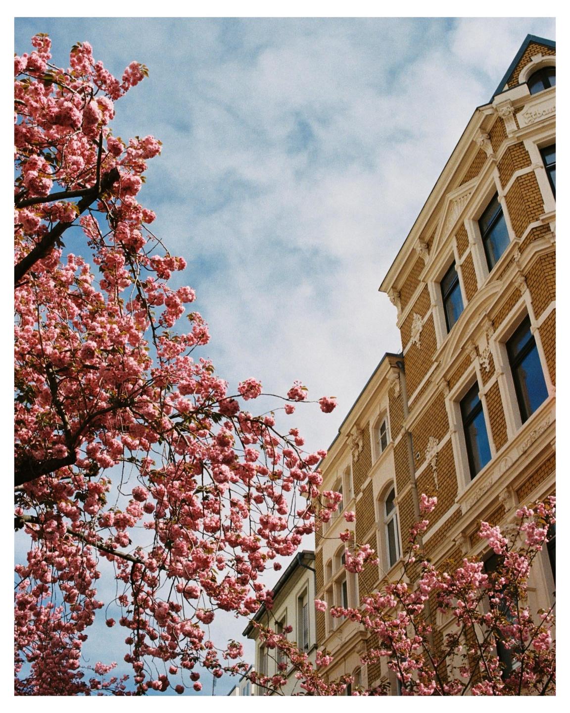 Pink cherry blossoms frame a brick building under a cloudy sky.