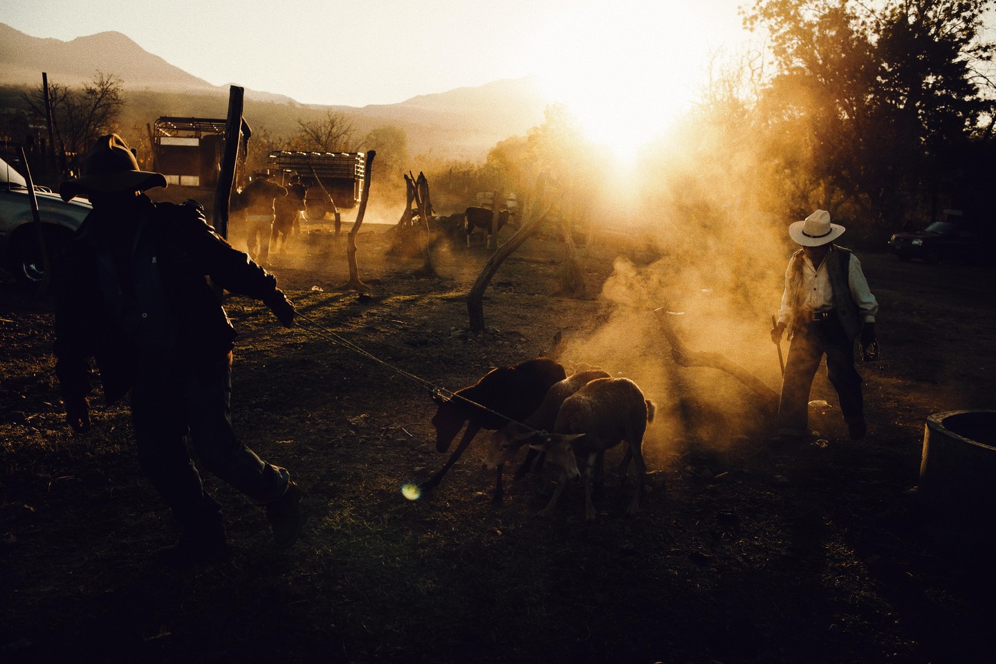 Two men in cowboy hats are working with sheep in a dusty field at sunset.