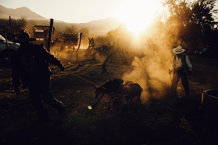 Two men in cowboy hats are working with sheep in a dusty field at sunset.
