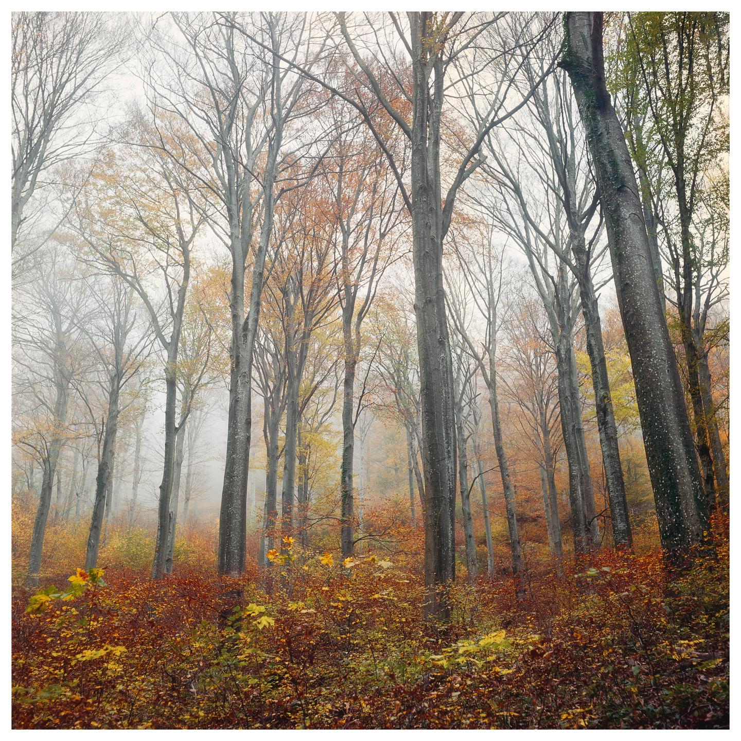 Tall, bare trees with some autumn foliage stand in a hazy forest.