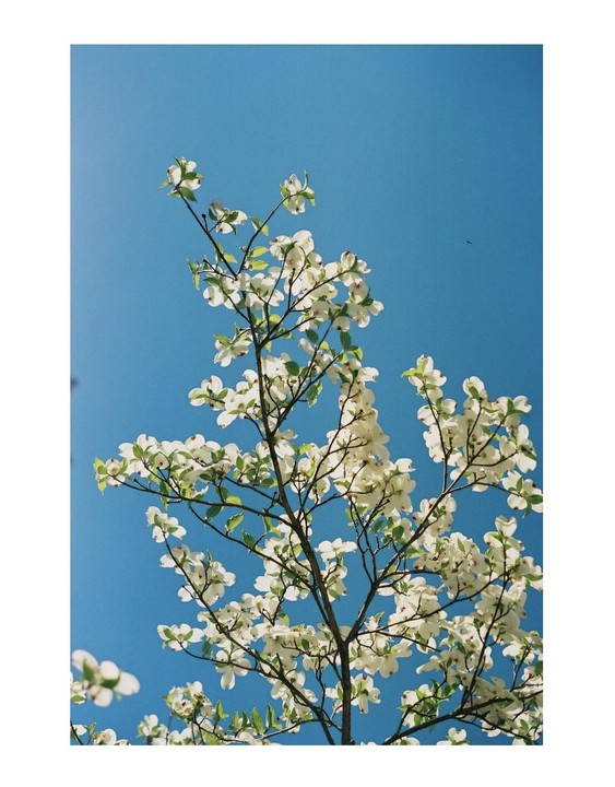 A tree with white blossoms is set against a clear blue sky.