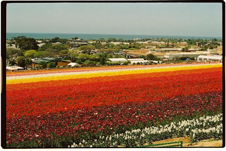 A field of colorful flowers in bloom stretches towards a town and the ocean under a clear sky.