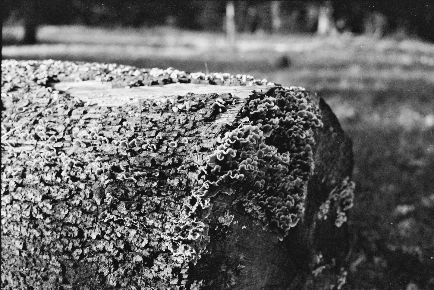 A tree stump covered in wavy fungi is shown in close-up.