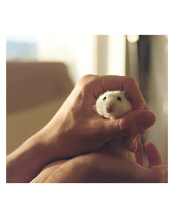 A small white hamster is held in a person's hands.