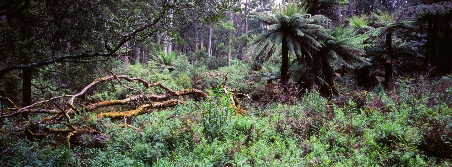 A bird perches on a branch above fallen logs and lush green foliage in a dense forest.