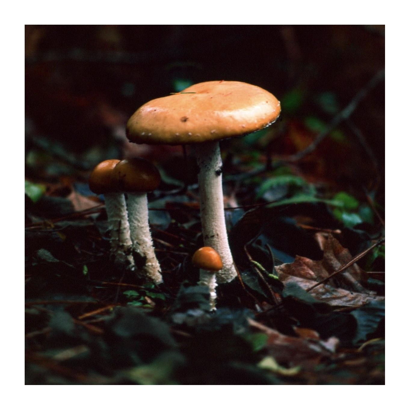 Three mushrooms of varying sizes grow among fallen leaves and pine needles on the forest floor.