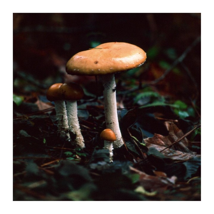 Three mushrooms of varying sizes grow among fallen leaves and pine needles on the forest floor.