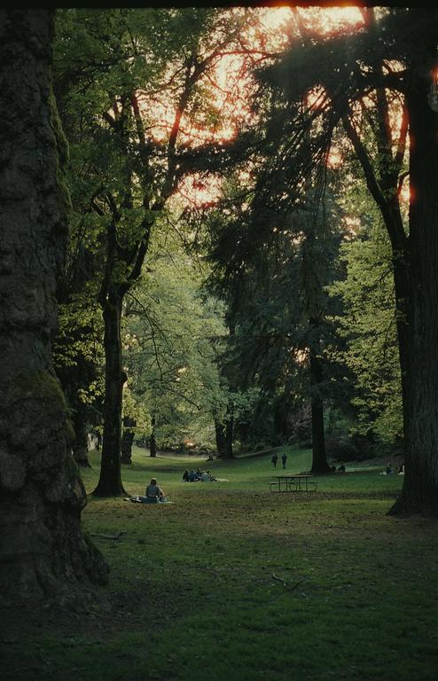 Sunlight streams through the trees onto a grassy park where people are relaxing.
