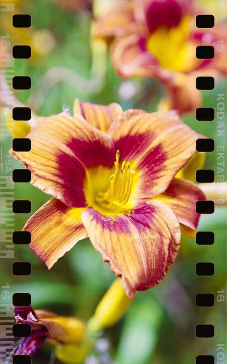 A close-up of a vibrant orange and red daylily with a yellow center is visible.
