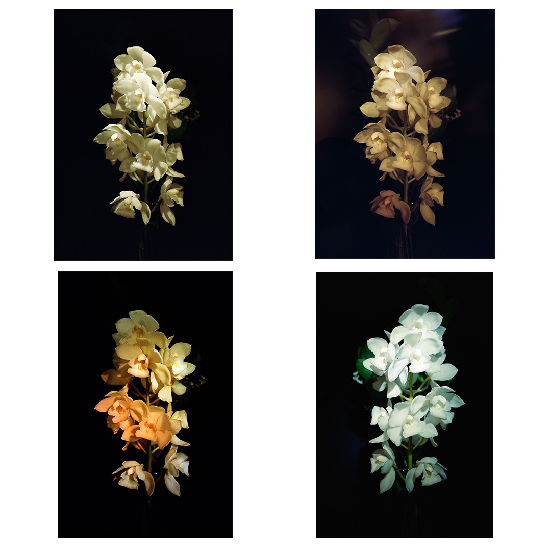 Four images of orchids are arranged in a grid, each with a dark background and varying light.