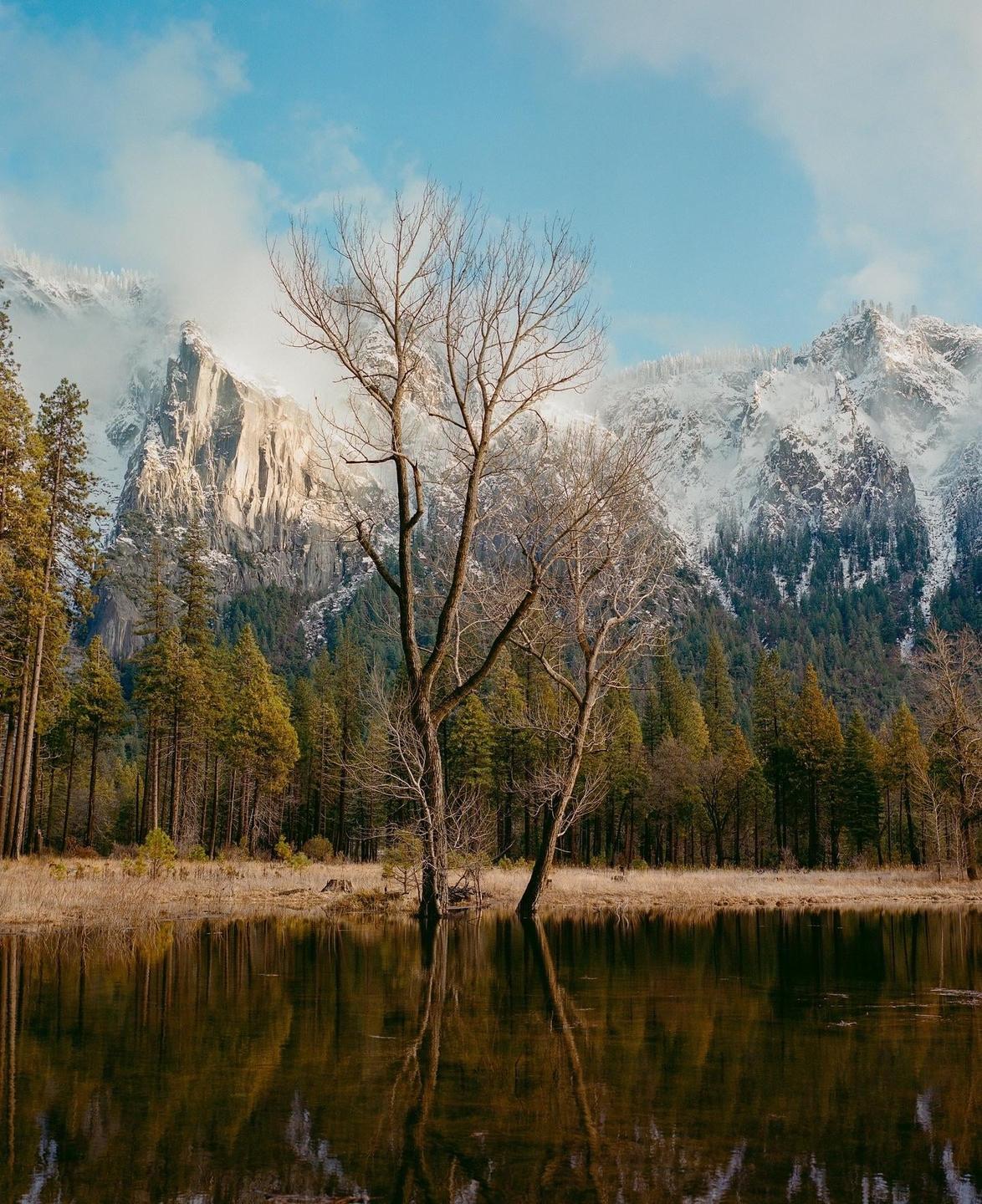 Two bare trees stand by a reflective lake with a forest and snow-capped mountains in the background.