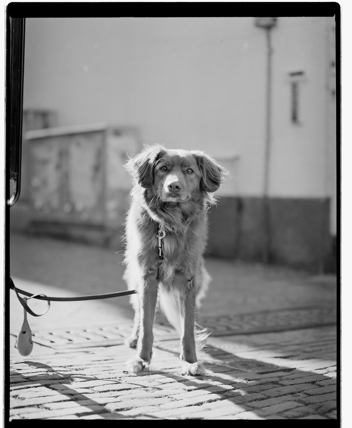 A dog with a leash stands on a brick street in front of a building.