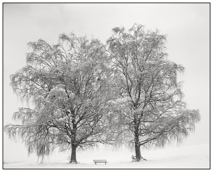 Two snow-covered trees stand over a bench in a field of snow.