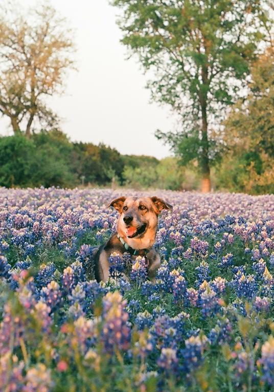 A dog sits in a field of purple and blue flowers with trees in the background.