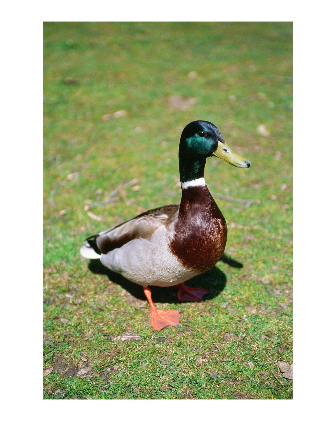 A mallard duck stands on green grass in bright sunlight.