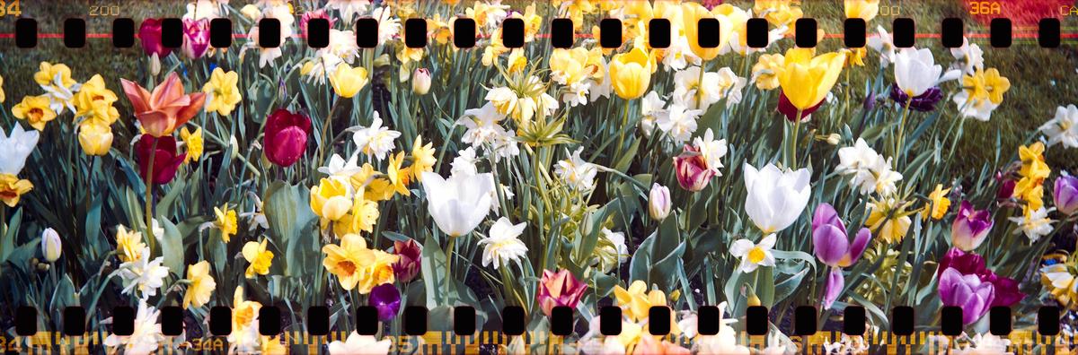 A field of colorful tulips and daffodils is shown with film sprocket holes visible at the top and bottom.