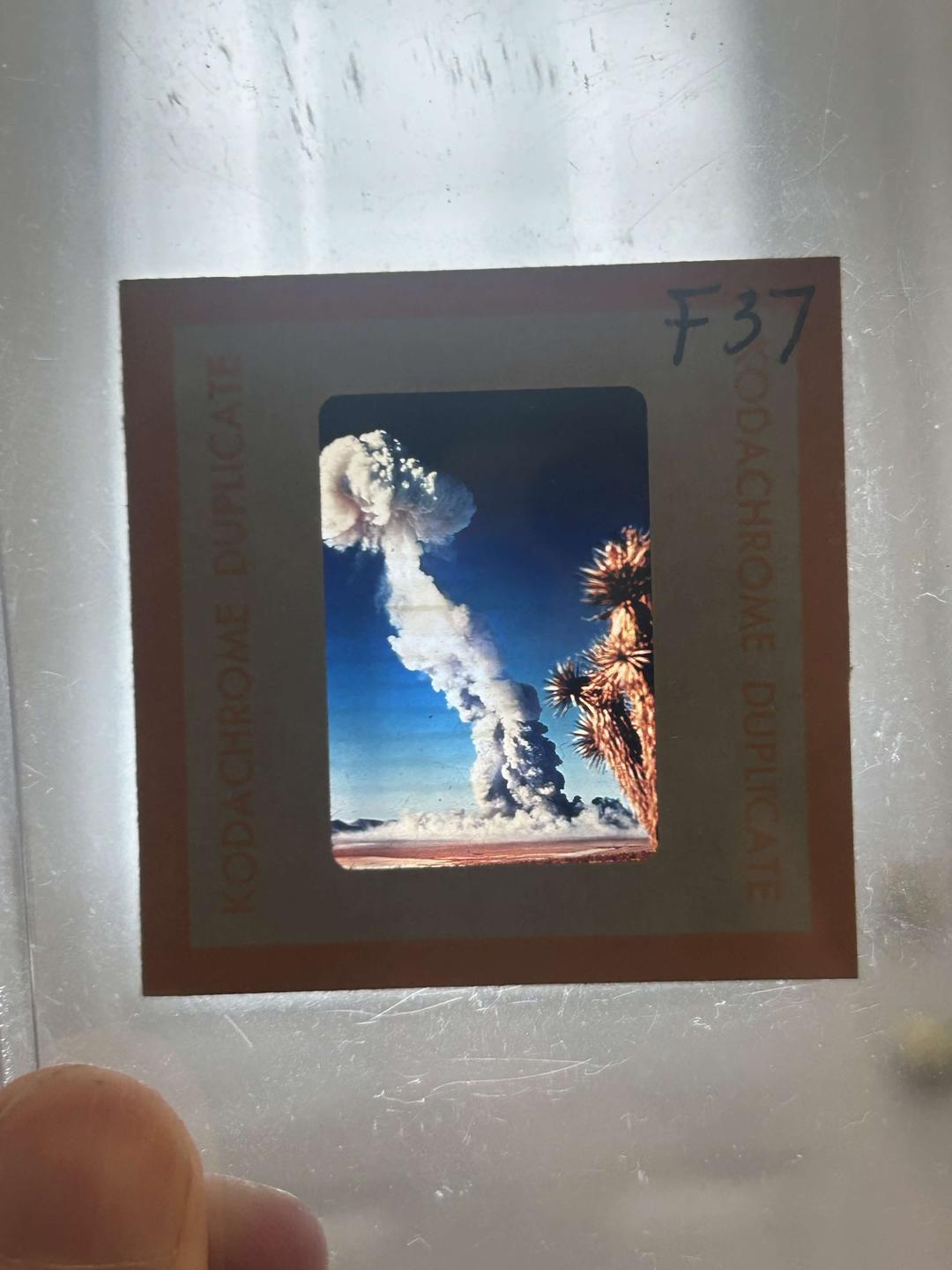 A mushroom cloud rises from a nuclear explosion in a desert landscape with a Joshua tree in the foreground.