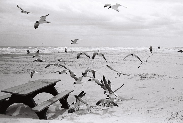 A flock of seagulls flies over a sandy beach with a picnic table and people in the distance.