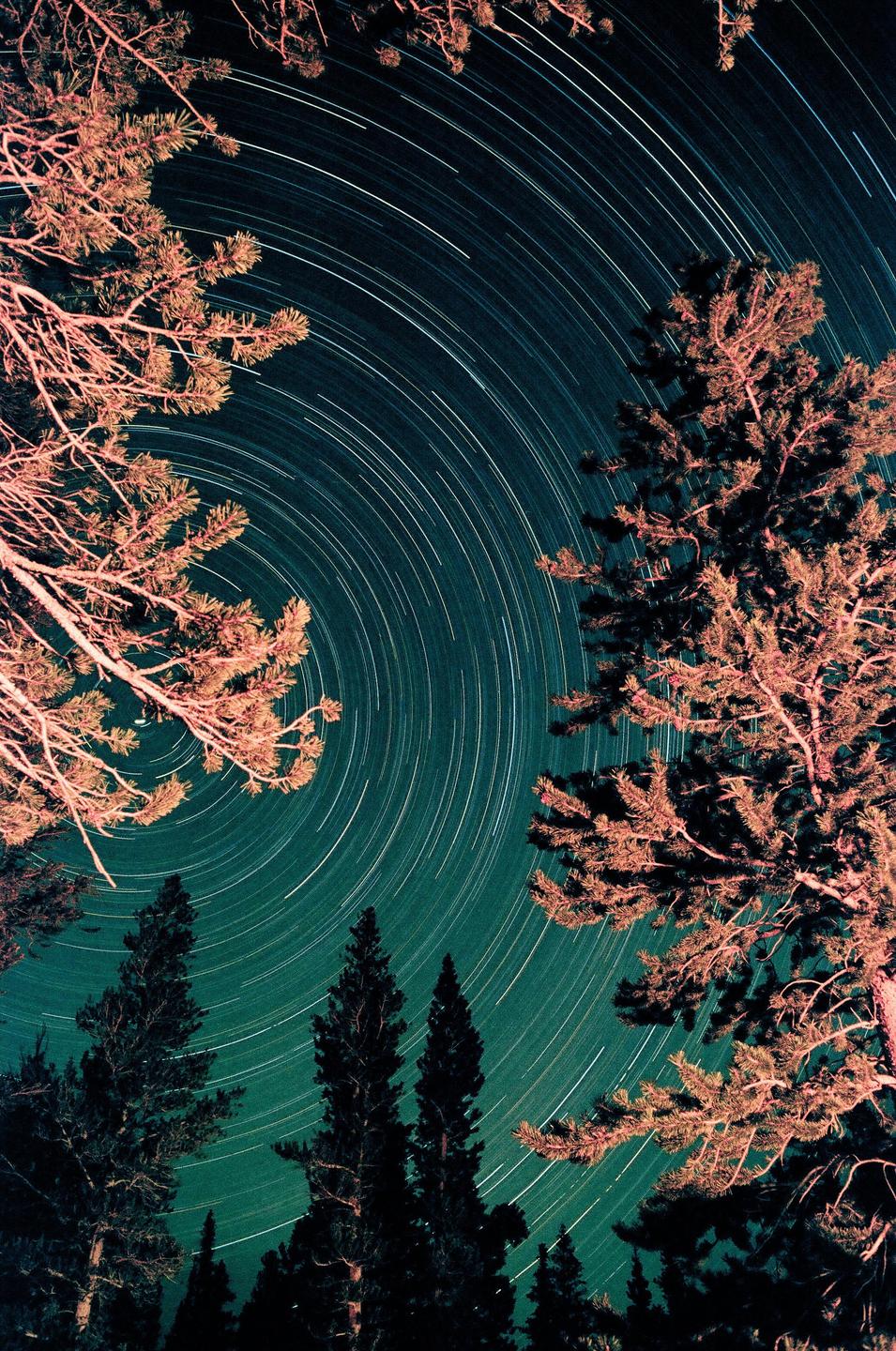 Star trails are visible in the night sky through the branches of several trees.