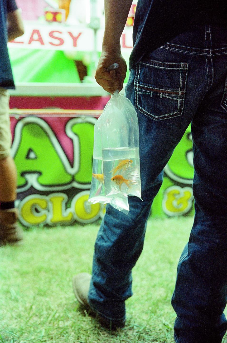 A person holds two plastic bags with goldfish in front of a brightly colored carnival game.