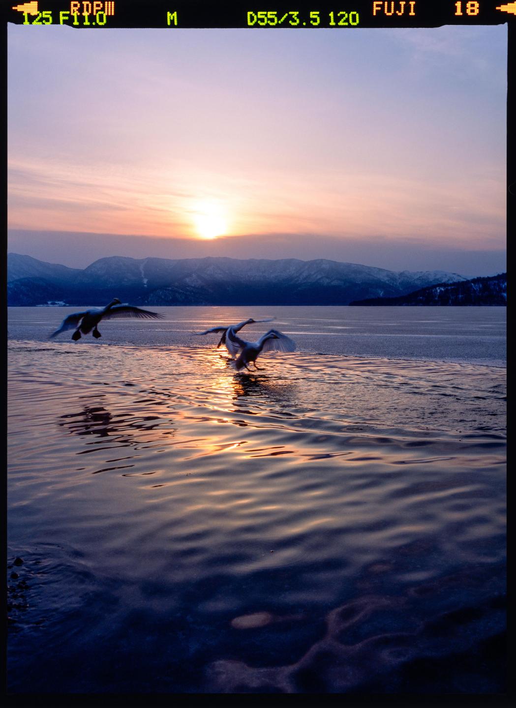 Three whooper swans are taking off from a partially frozen lake at sunset, with mountains in the background.