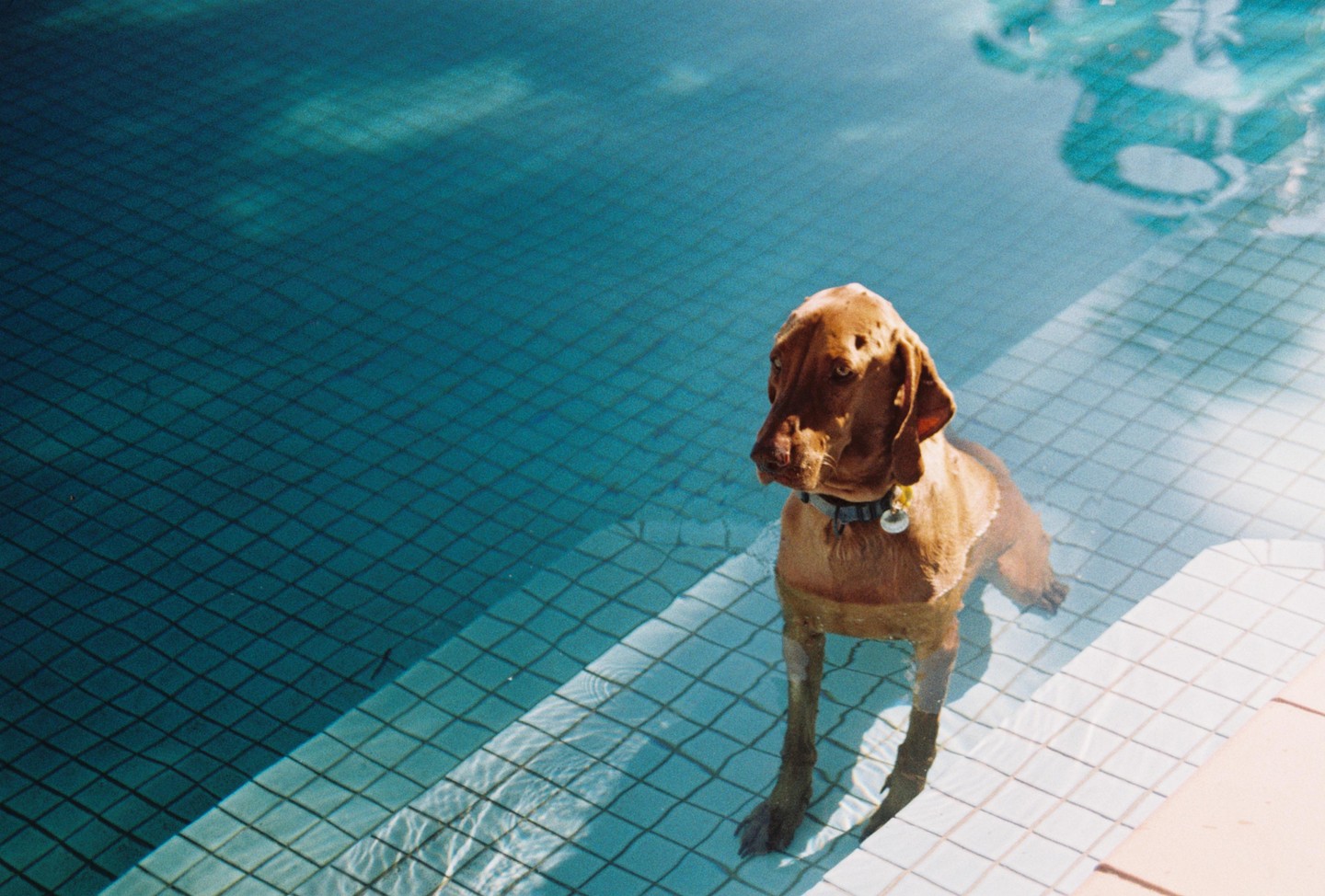 A brown dog stands in the shallow end of a swimming pool with blue tiles.