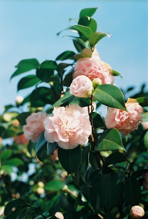 Pink camellia flowers and buds are blooming on a bush against a clear blue sky.