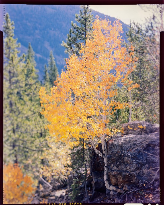 A tree with bright yellow leaves grows next to a large rock formation, with a forest and mountain in the background.