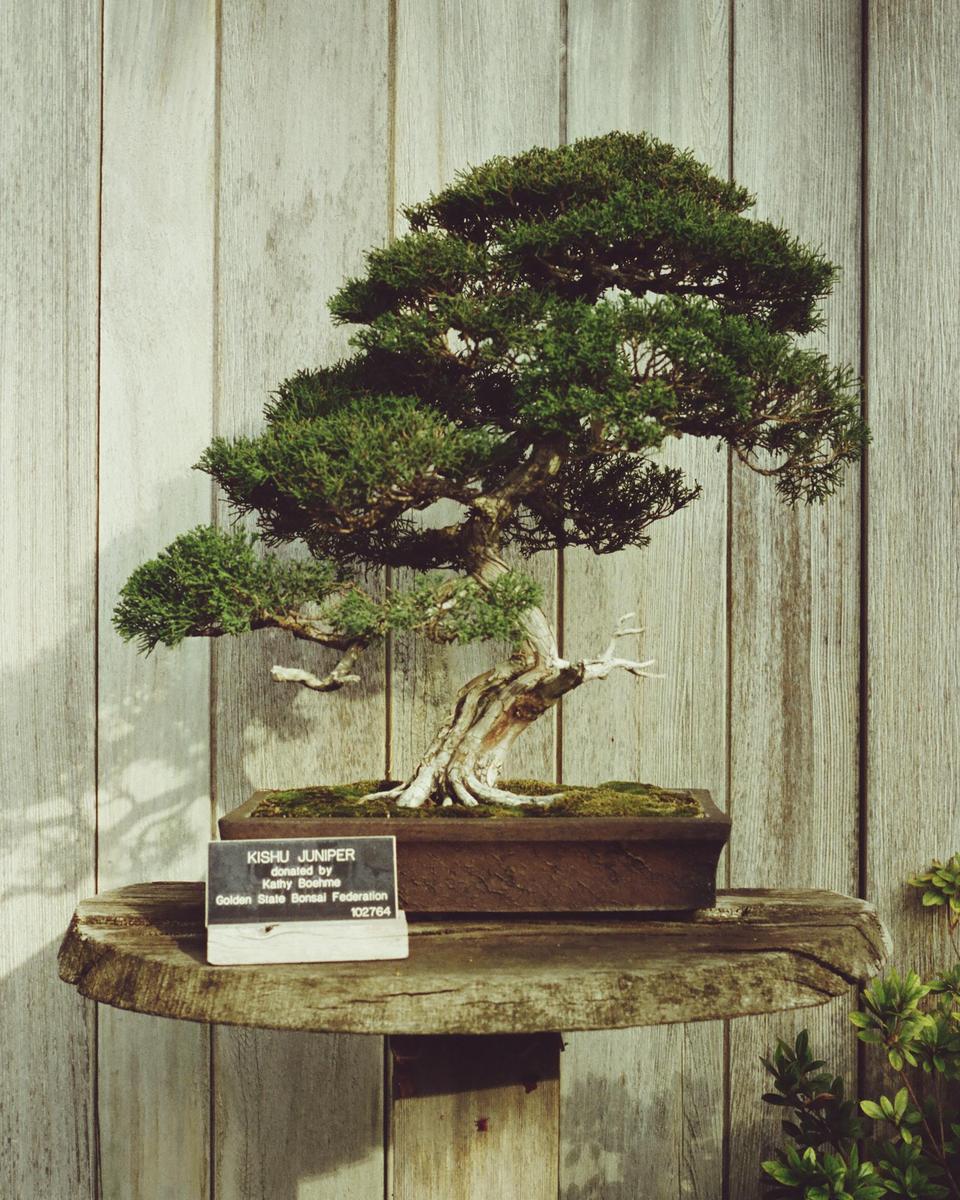 A kishu juniper bonsai tree sits on a wooden stand in front of a wooden wall.