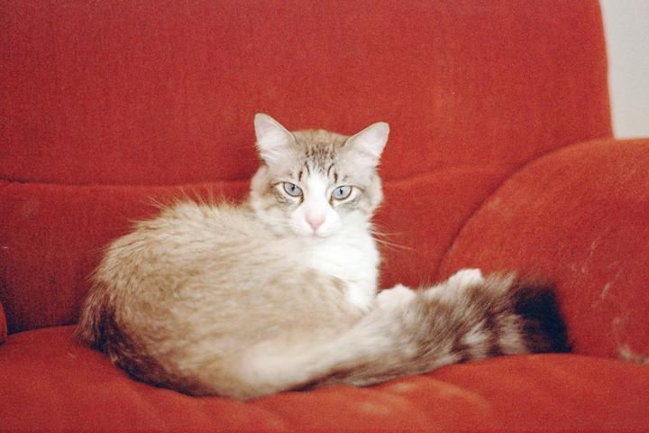 A light-colored cat with blue eyes is sitting on a red couch.