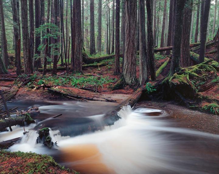 A stream flows through a temperate rainforest with tall trees and mossy ground.