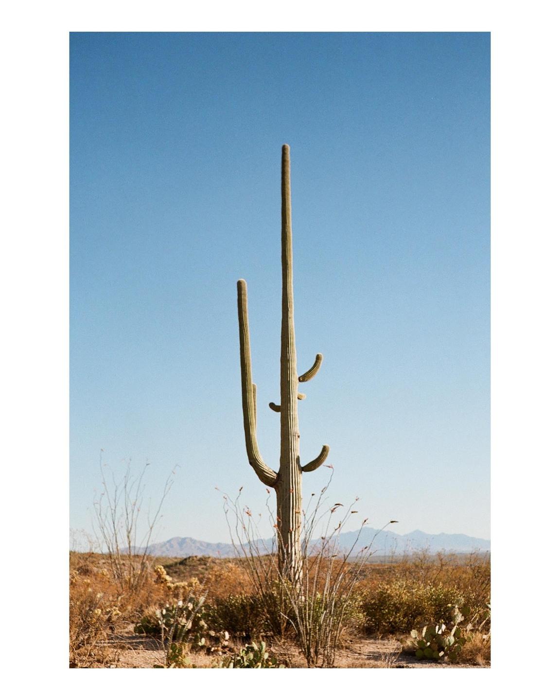 A tall saguaro cactus stands in a desert landscape under a clear sky.