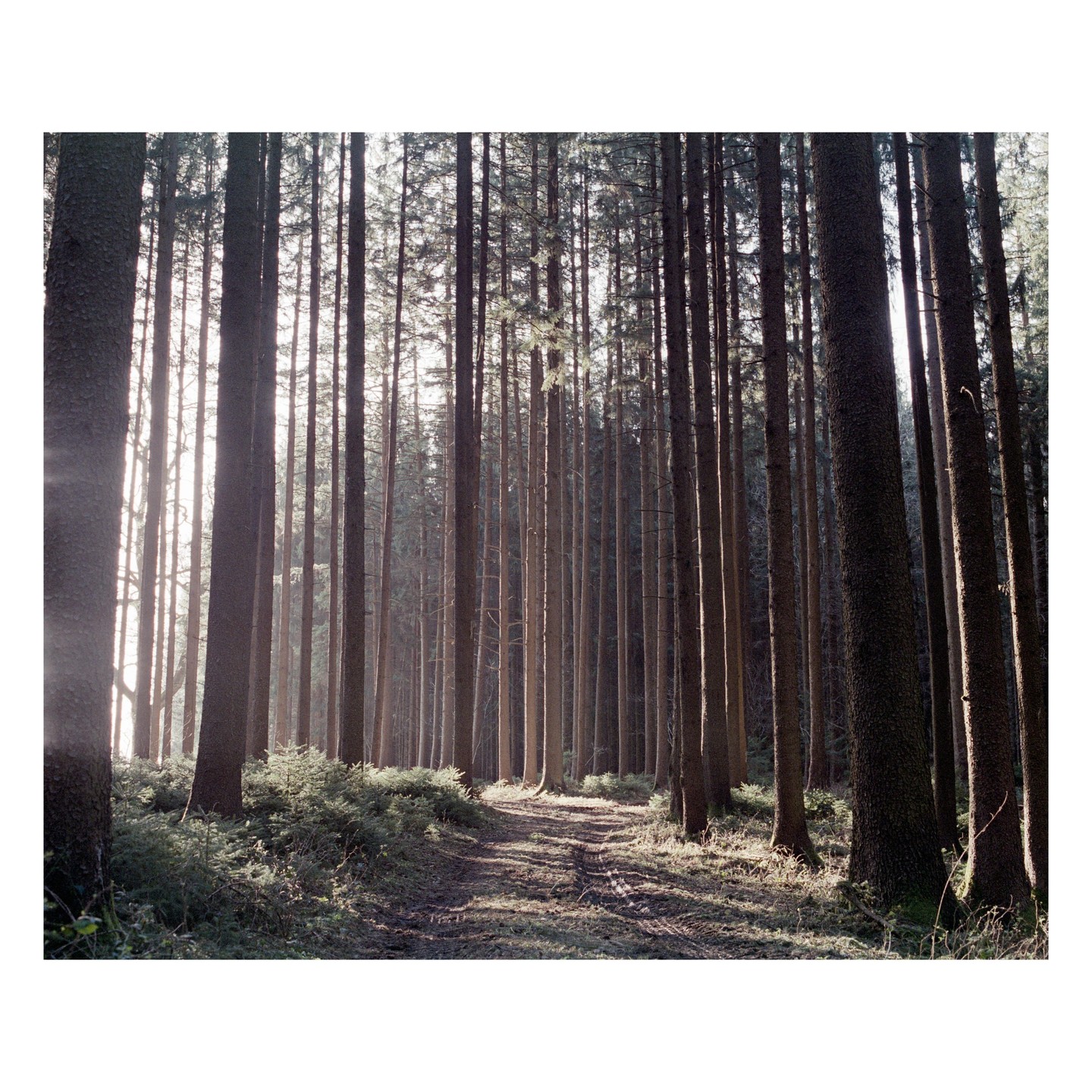 A path winds through a dense forest of tall, slender trees with sunlight filtering through the branches.